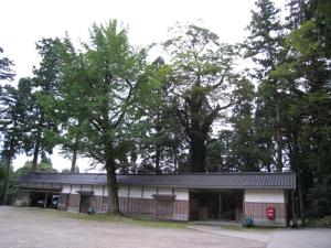 安居寺のケヤキ 安居寺のケヤキ